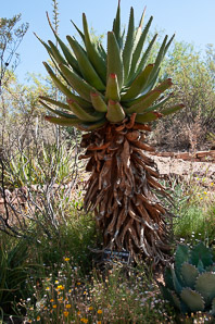 Aloe ferox (bitter aloe, red aloe, cape aloe)