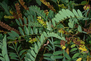 Amorpha fruticosa (false indigo, desert false indigo, bastard indigobush)