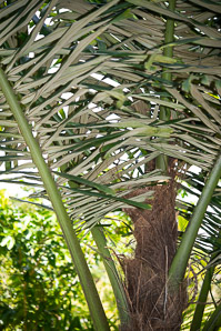 Arenga pinnata (sugar palm)
