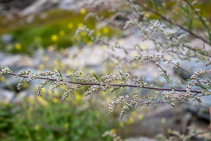 Artemisia vulgaris (wormwood, mugwort, common mugwort, common wormwood)