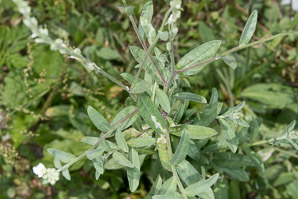 Berteroa incana (hoary alyssum, hoary alison, hoary false alyssum, sandvita)