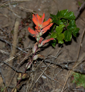 Castilleja subinclusa (longleaf Indian paintbrush)