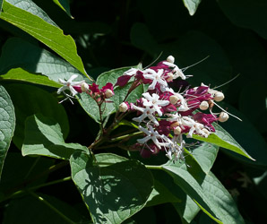 Clerodendrum trichotomum (harlequin glorybower, peanut butter tree)