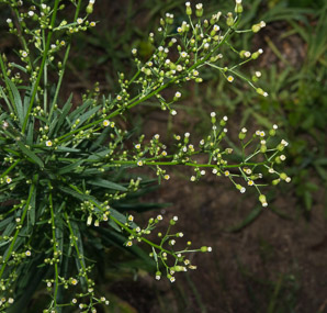 Conyza canadensis (horseweed, Canada horseweed, Canadian horseweed)