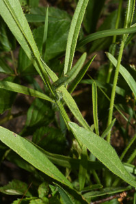 Coreopsis lanceolata (lanceleaf tickseed, lance-leaved tickseed)
