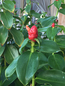 Costus woodsonii (red button ginger, Indian head ginger, red cane, scarlet spiral flag, scarlet spiral ginger)