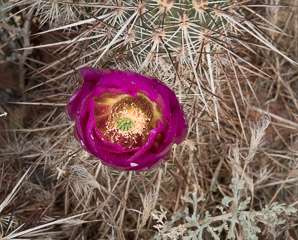 Echinocereus engelmannii (hedgehog cactus, calico cactus, dagger-spine hedgehog, Engelmann’s hedgehog, Howe hedgehog, Indian strawberry cactus, Munz’s hedgehog cactus, needle-spine hedgehog, purple-spined hedgehog, strawberry hedgehog, varied-spine hedgehog, Engelmann hedgehog, Engelmann’s hedgehog cactus)