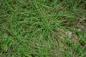 Equisetum pratense (meadow horsetail)