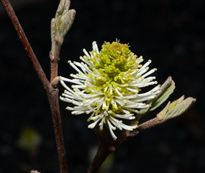 Fothergilla gardenii (dwarf fothergilla, dwarf witchalder)