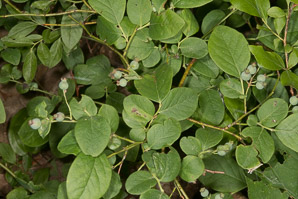 Gaylussacia baccata (black huckleberry, common huckleberry)