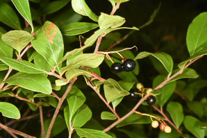 Gaylussacia baccata (black huckleberry, common huckleberry)