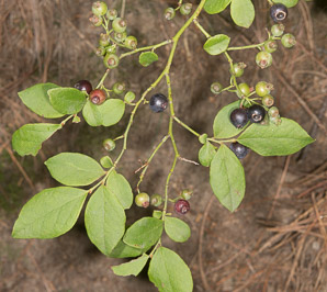 Gaylussacia baccata (black huckleberry, common huckleberry)