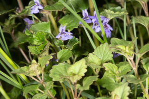 Glechoma hederacea (ground-ivy, gill-over-the-ground, creeping charlie, alehoof, tunhoof, catsfoot, field balm, run-away-robin, ground ivy)