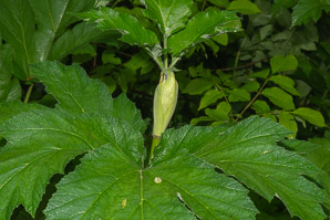 Heracleum maximum (cow parsnip, Indian celery, pushki, common cowparsnip)