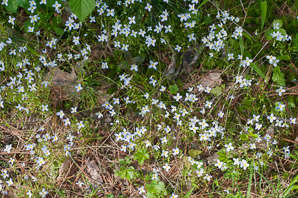 Houstonia caerulea (bluets, quaker ladies, azure bluet, bluet)