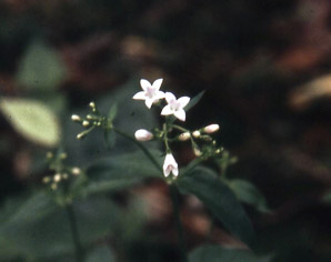 Houstonia purpurea (large houstonia)
