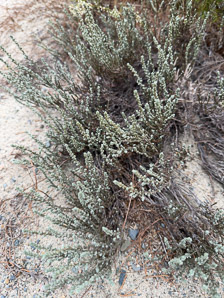 Hudsonia tomentosa (woolly beachheather, beach heather, sand heather)