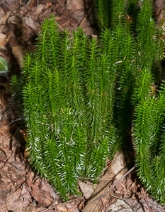 Huperzia selago (northern firmoss, fir clubmoss)