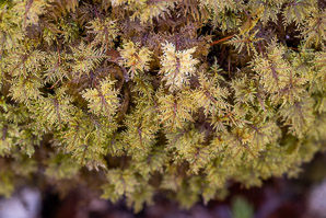 Hylocomium splendens (splendid feather moss, glittering woodmoss, stairstep moss, mountain fern moss)