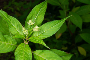 Impatiens glandulifera (Himalayan balsam, kiss-me-on-the-mountain, ornamental jewelweed)
