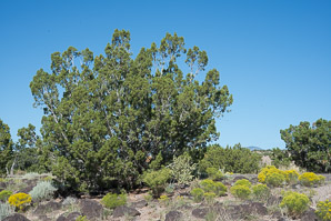 Juniperus osteosperma (Utah juniper)
