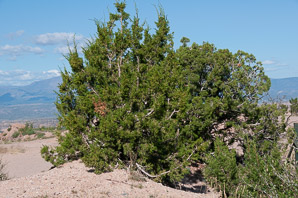 Juniperus osteosperma (Utah juniper)