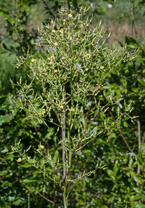 Lactuca canadensis (wild lettuce, Canada lettuce)