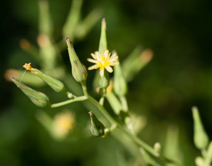 Lactuca canadensis (wild lettuce, Canada lettuce)