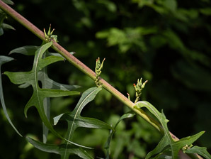 Lactuca canadensis (wild lettuce, Canada lettuce)