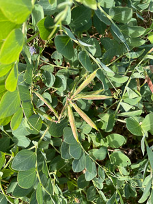 Lathyrus japonicus (beach pea, sea pea, circumpolar pea, sea vetchling)