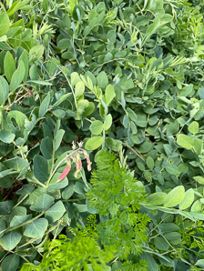 Lathyrus japonicus (beach pea, sea pea, circumpolar pea, sea vetchling)