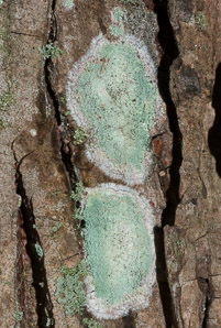 Lecanora thysanophora (mapledust lichen)