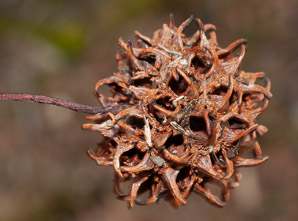 Liquidambar styraciflua (American sweetgum, redgum, sweetgum, starleaf-gum)