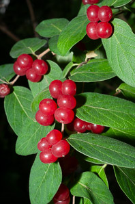 Lonicera tatarica (Tatarian honeysuckle)