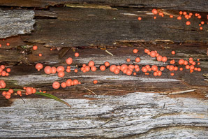 Lycogala epidendrum (Wolf’s milk slime mold)