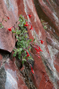 Mimulus cardinalis (cardinal monkeyflower, scarlet monkeyflower)