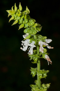 Ocimum basilicum (basil, sweet basil)