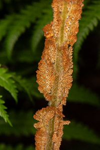 Osmunda cinnamomea (cinnamon fern)