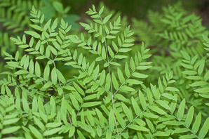 Osmunda regalis (royal fern)