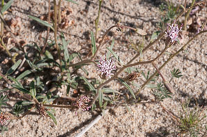 Palafoxia arida (Spanish needle)