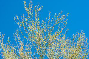 Parkinsonia microphylla (foothills Palo Verde, yellow paloverde)
