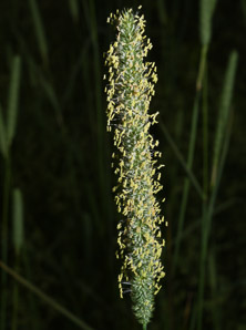 Phleum pratense (timothy)