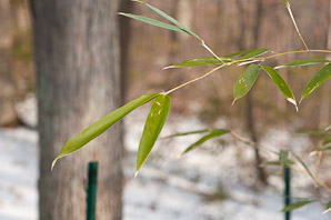 Phyllostachys aurea (golden bamboo, fishpole bamboo)