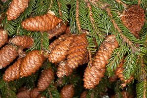 Picea rubens (red spruce, Eastern spruce, yellow spruce)