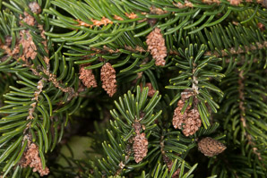 Picea rubens (red spruce, Eastern spruce, yellow spruce)