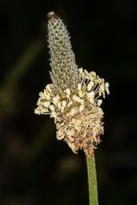 Plantago lanceolata (English plantain, ribwort plantain, narrowleaf plantain)