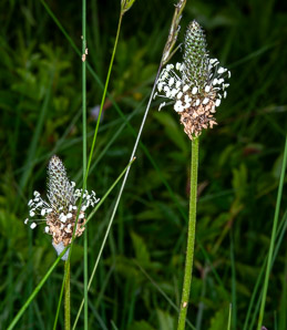 Plantago lanceolata (English plantain, ribwort plantain, narrowleaf plantain)