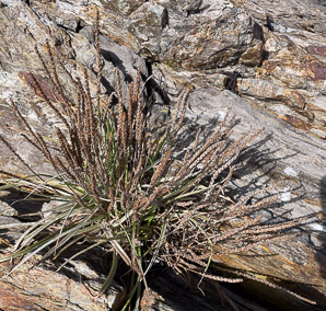 Plantago maritima (sea plantain, goose tongue)