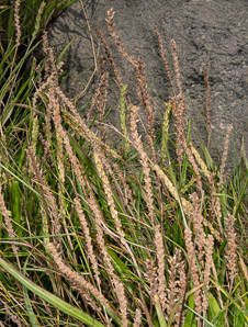 Plantago maritima (sea plantain, goose tongue)