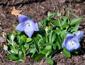 Platycodon grandiflorus (balloon flower, Chinese bellflower, Japanese bellflower, balloon-flower)
